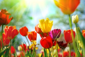 Spring Tulips image