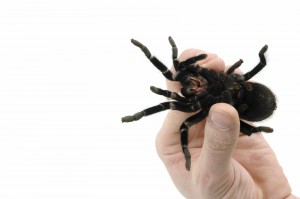 iStock_Tarantula